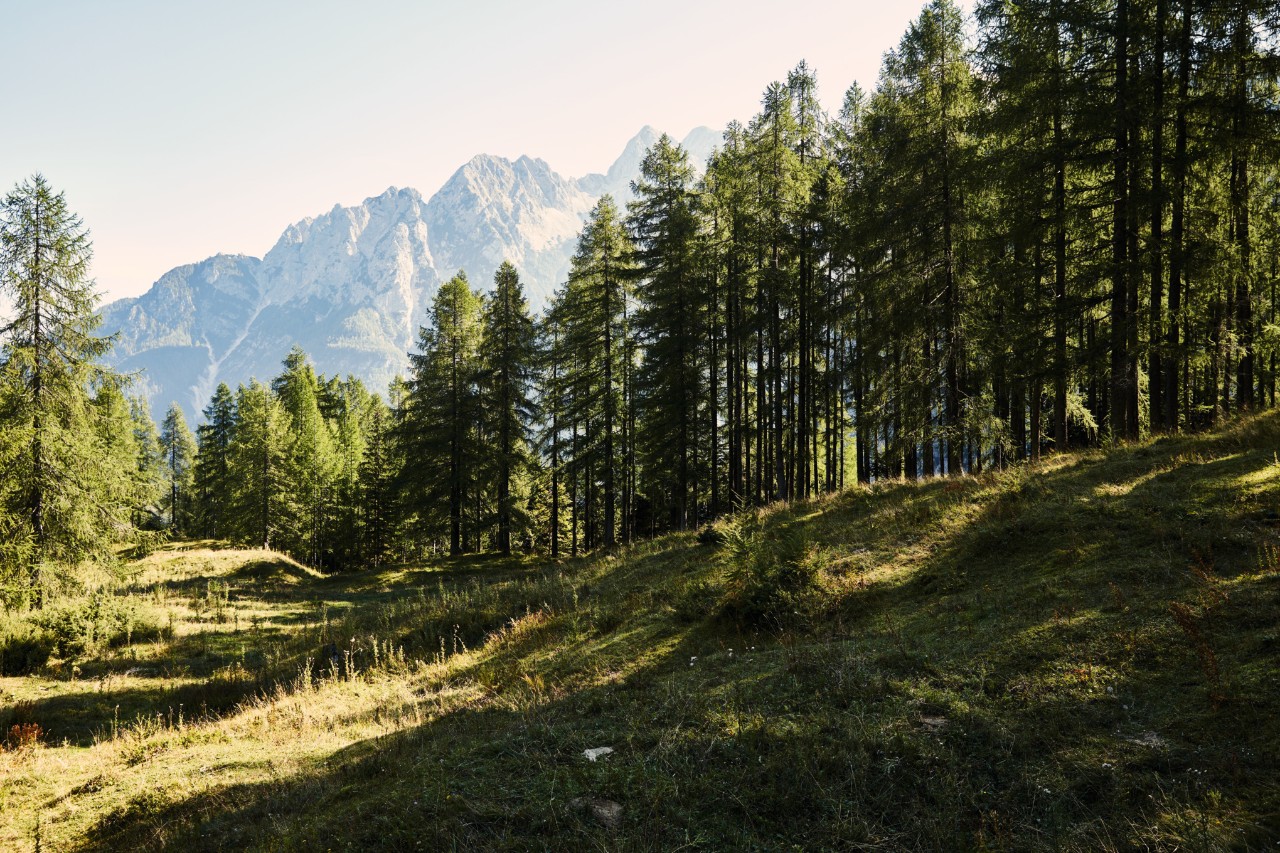 Прес-реліз STIHL