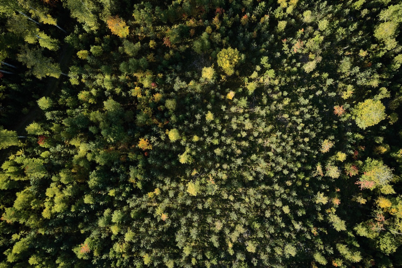 Захист лісових ресурсів